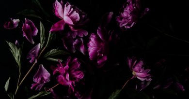 Florist - Dark Light