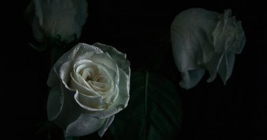RODIONIS - Последняя роза