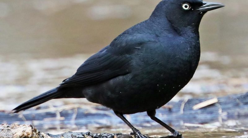 Blackbird Blackbird - All