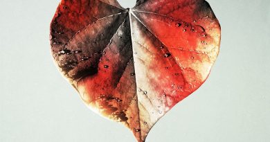 Alexander Cardinale - Made for you