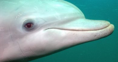 Дельфин - Глаза