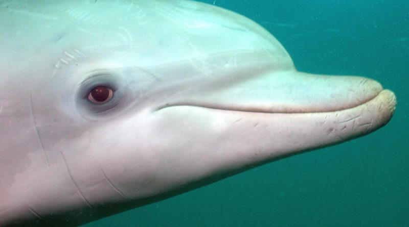 Дельфин - Глаза