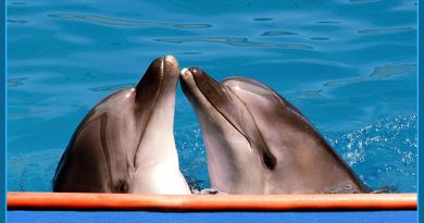 Дельфин — Нежность