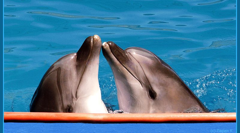 Дельфин иния фото