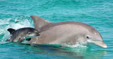 Дельфин — Июнь