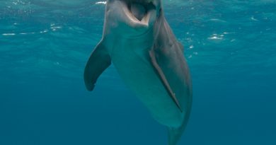 Дельфин - Чудо