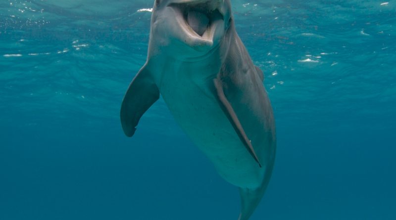 Дельфин - Чудо