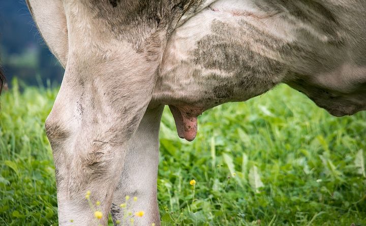 Тайм-Аут — Коровье вымя