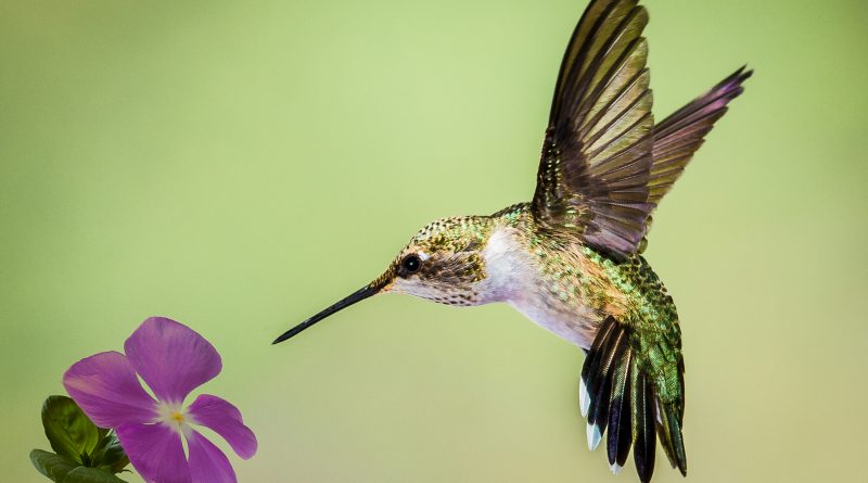 Born Ruffians - Hummingbird