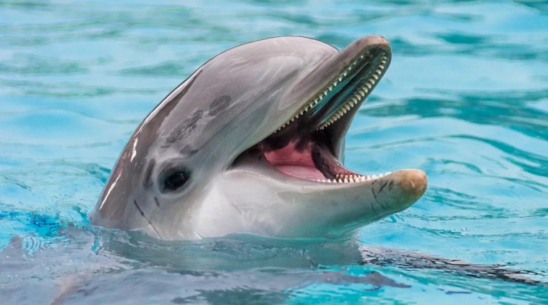 Дельфин — Решения