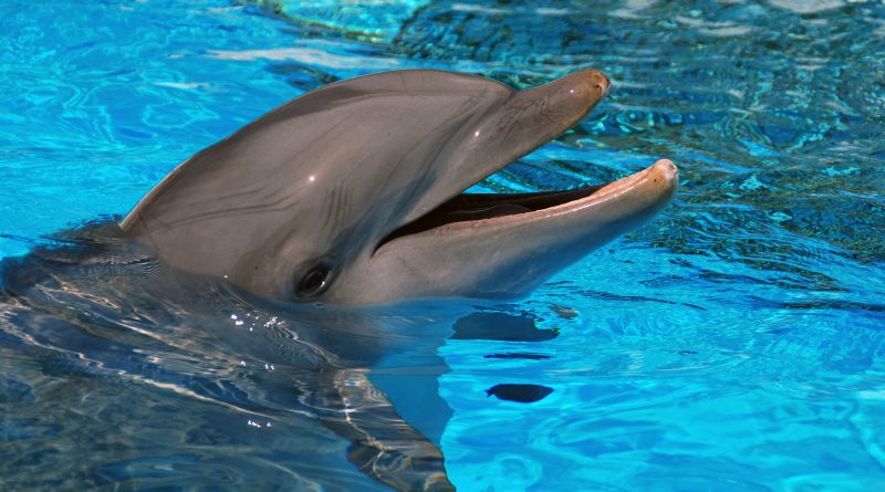 Дельфин - Они