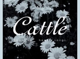 Cattle - Amy