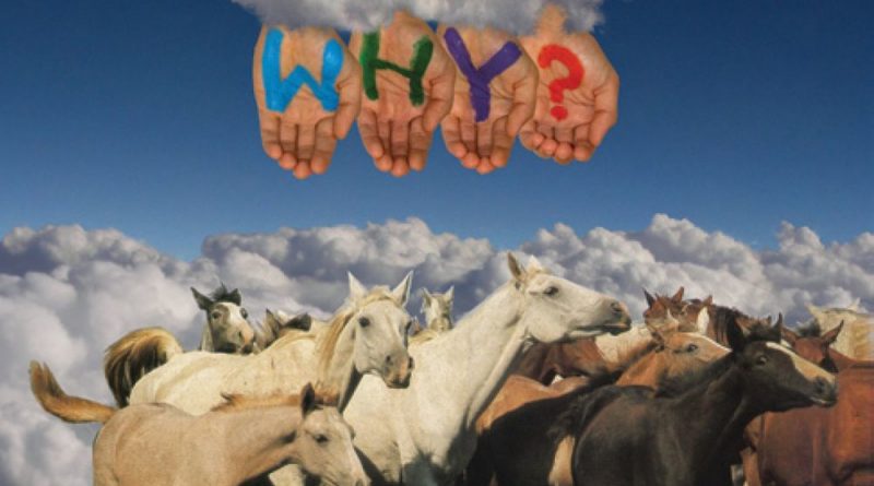 WHY? - Song of the Sad Assassin