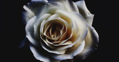 Asanrap – Шома Тигр