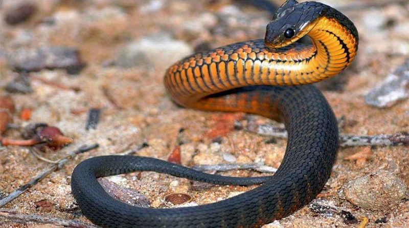 zhanulka - ядовитая змея