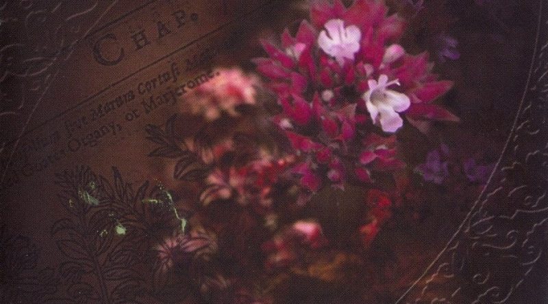Margenta - Цветок майорана