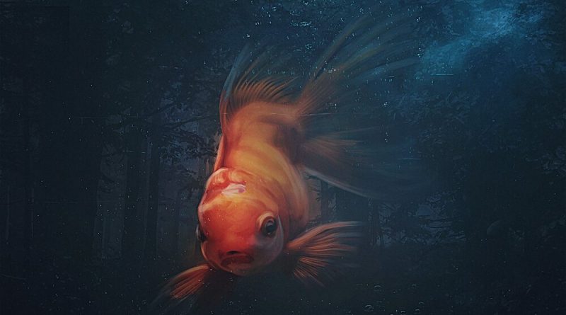YVOLGA — Золотая Рыбка