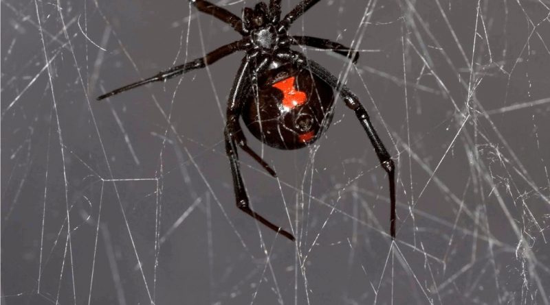 Parquet Courts - Black Widow Spider
