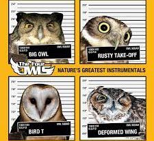 The Four Owls - Original