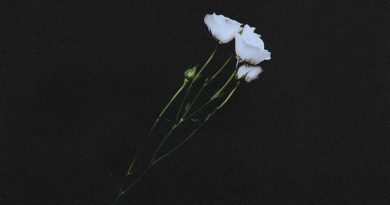 Дмитрий Гревцев - Белая роза