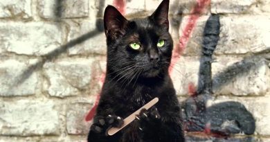 Ансамбль Детские Песни - Чёрный кот