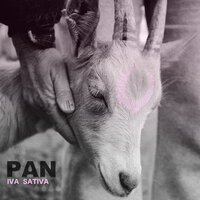 Iva Sativa - Pan