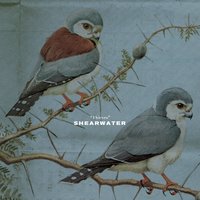 Shearwater - You're The Coliseum