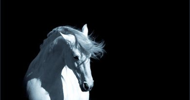Аквариум - Лошадь белая