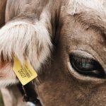 FRIENDLY THUG 52 NGG — COW FRIENDLY THUG 52 NGG — COW